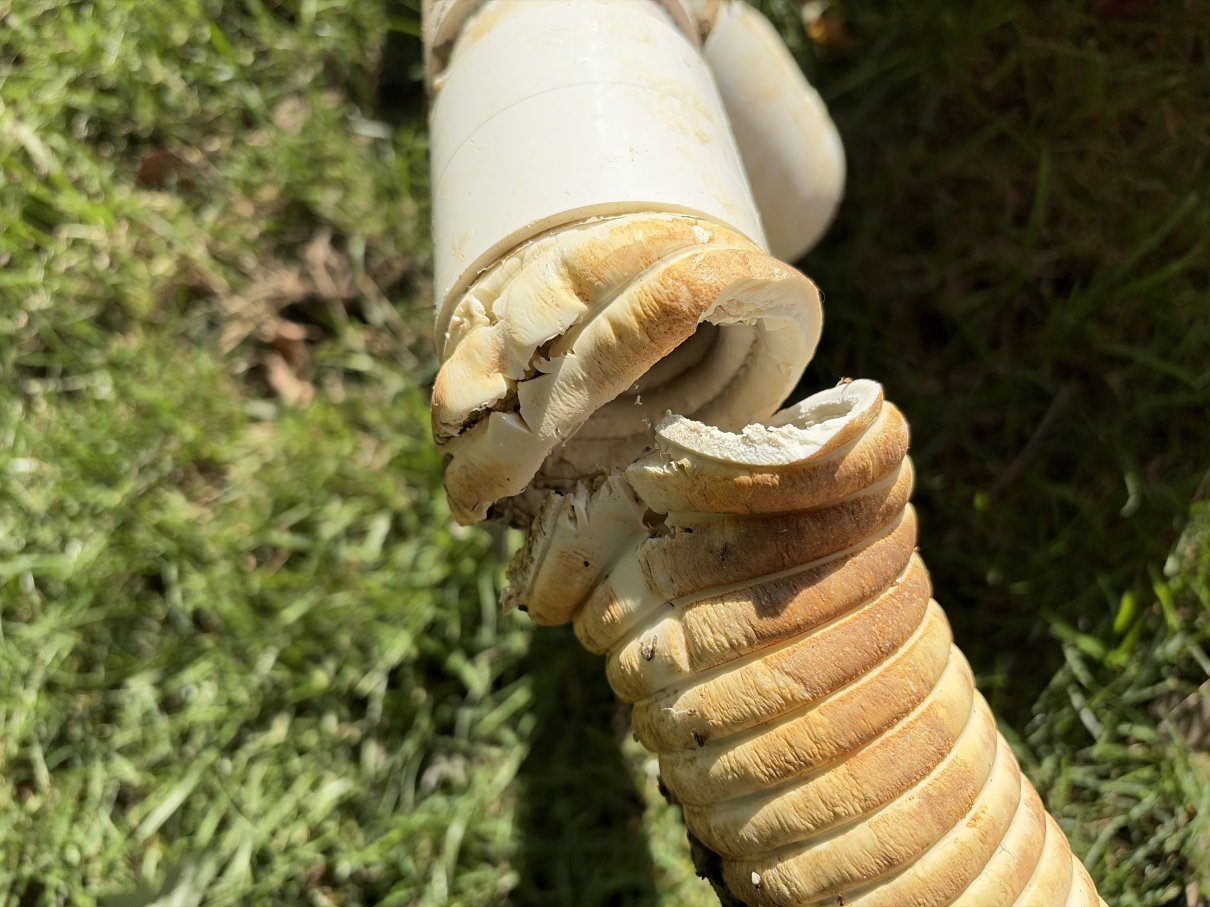 Close-up of the broken flexible PVC shallow-skimmer pipe exposed during a pool plumbing repair in Manalapan, New Jersey.